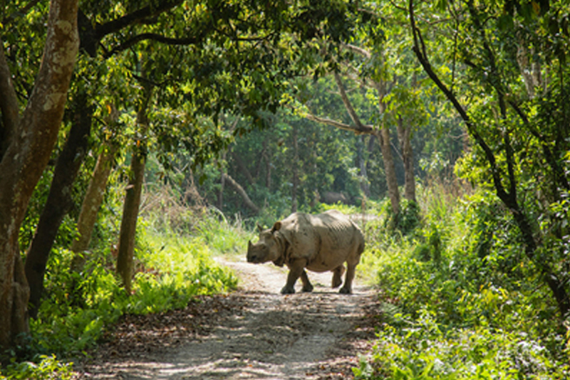 Chitwan Nepal
